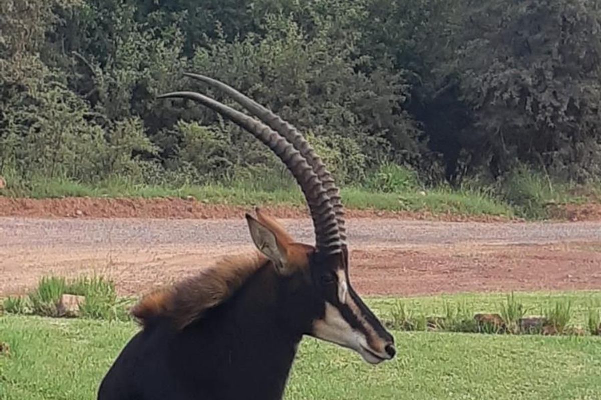 Vacant Land For Sale in Kranspoort, Middelburg - Photo 4