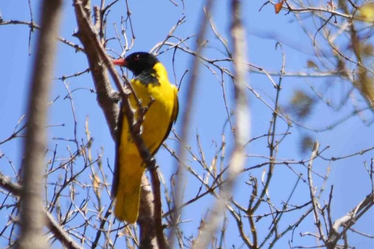 Vacant Land For Sale in Kranspoort, Middelburg - Photo 5