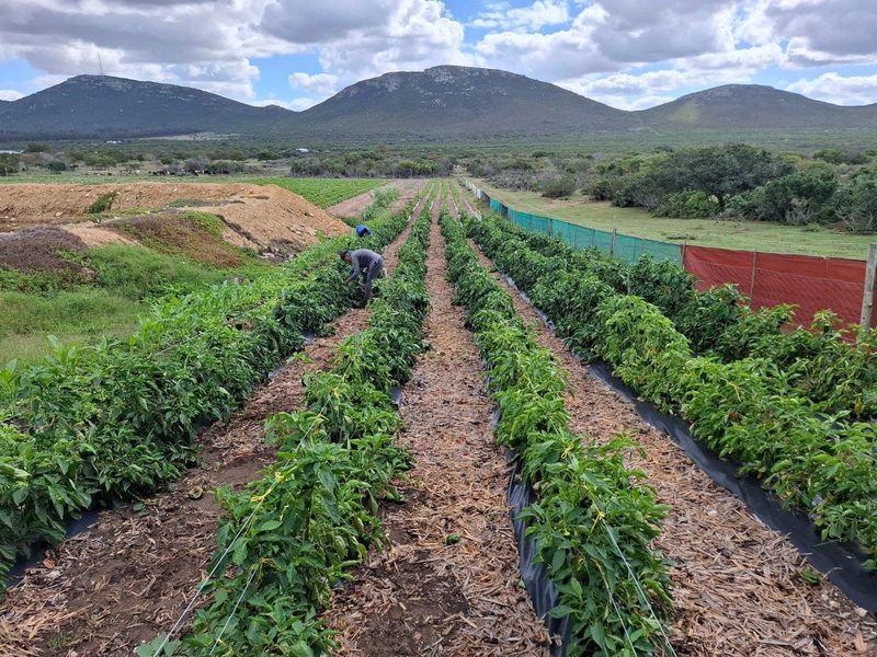 Farm UNDER OFFER in Albertinia - Photo 4