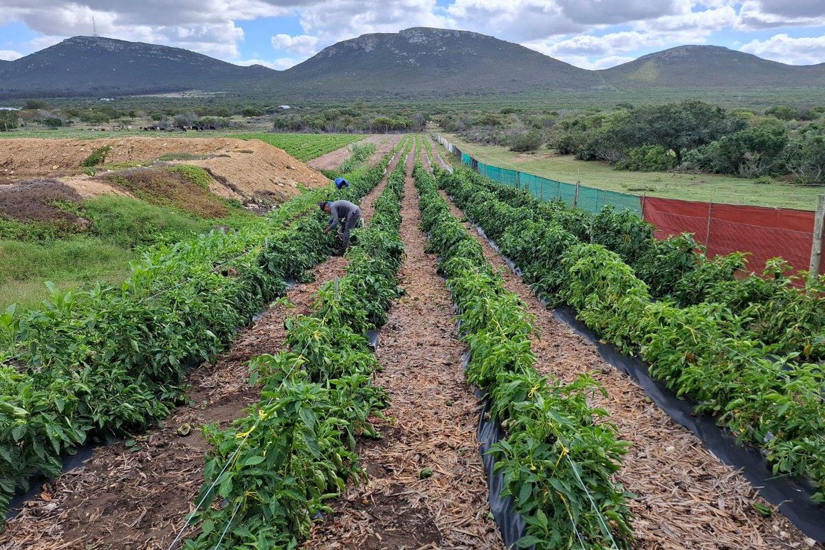 Farm UNDER OFFER in Albertinia - Photo 4