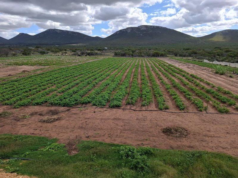 Farm UNDER OFFER in Albertinia - Photo 2