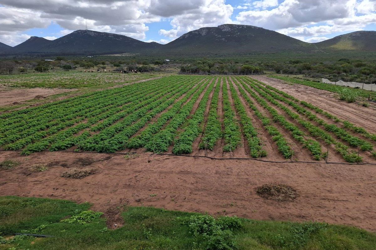 Farm UNDER OFFER in Albertinia - Photo 2