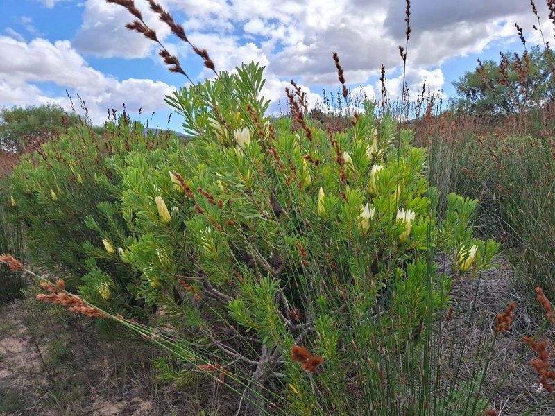 Farm UNDER OFFER in Albertinia - Photo 10