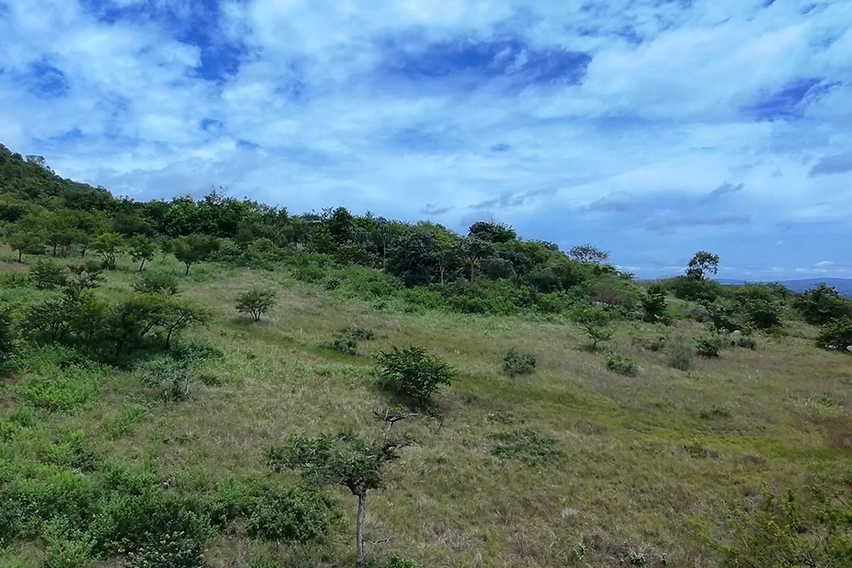 Vacant Land For Sale in Likweti Bushveld Farm Estate, White River - Photo 4