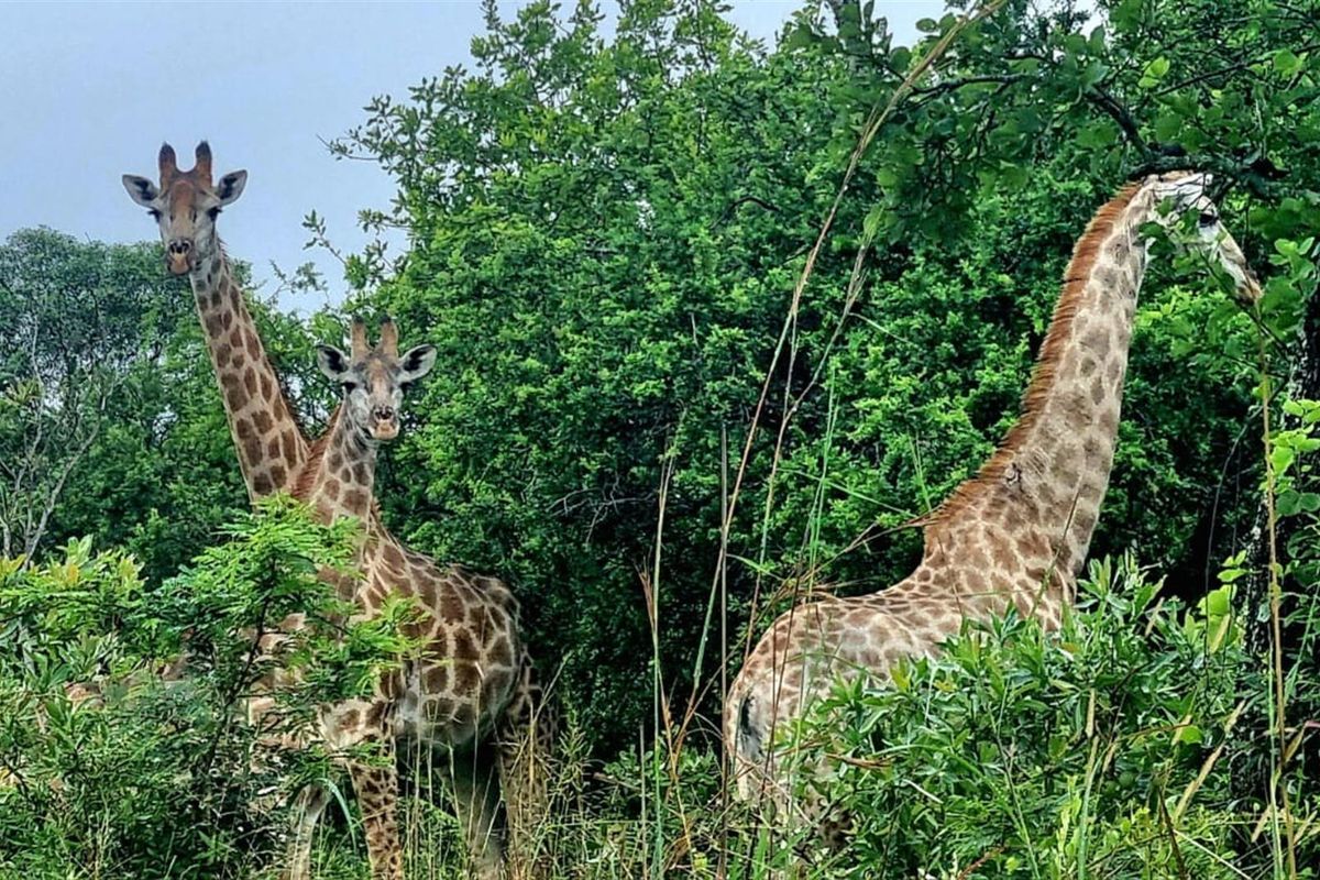 Private Game Farm Eco Reserve and Lodge. 1 184 ha - Photo 2