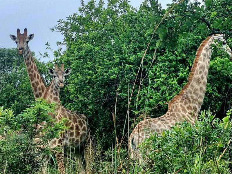 Private Game Farm Eco Reserve and Lodge. 1 184 ha - Photo 2