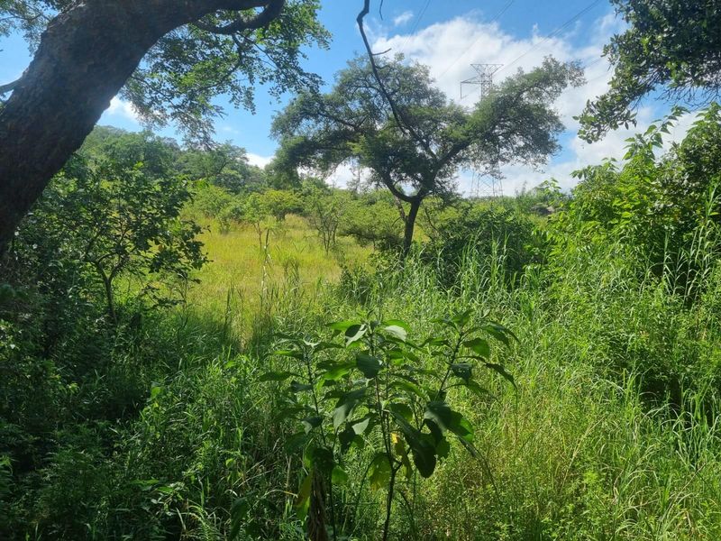 A view of the natural landscape and indigenous vegetation on the farm property.