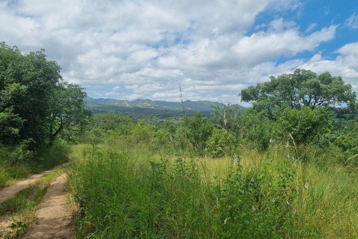 A scenic view of the farm landscape featuring a dirt track winding through lush indigenous vegetation towards distant mountains.
