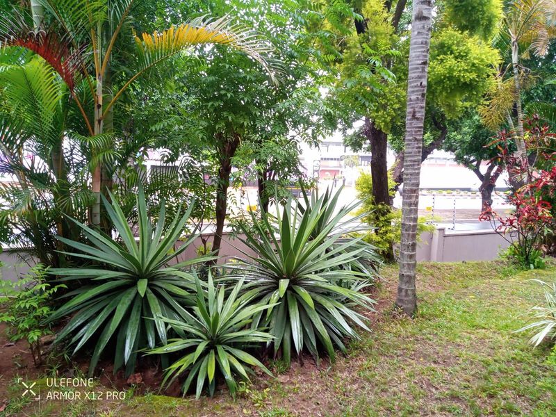 Opposite Greyville Racecourse, walking distance to university, schools and close to Avondale spar. - Photo 1