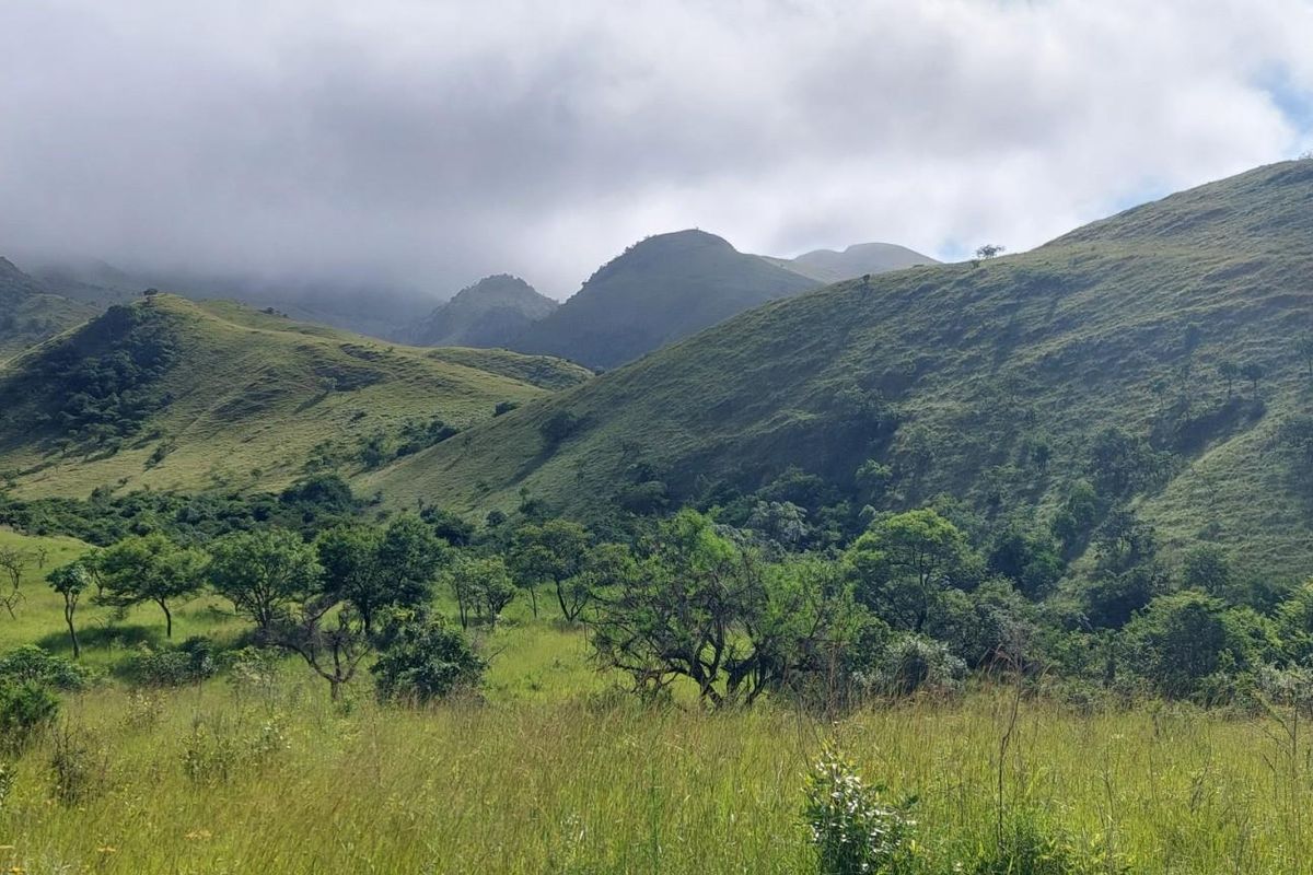 Stands for Sale - Mountainlands Nature Reserve - Photo 5