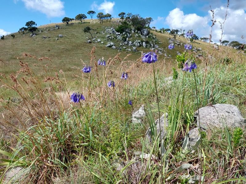 Stands for Sale - Mountainlands Nature Reserve - Photo 9