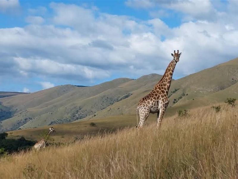 Stand for Sale - Mountainlands Nature Reserve - Photo 4