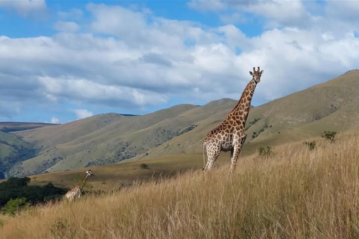 Stand for Sale - Mountainlands Nature Reserve - Photo 4
