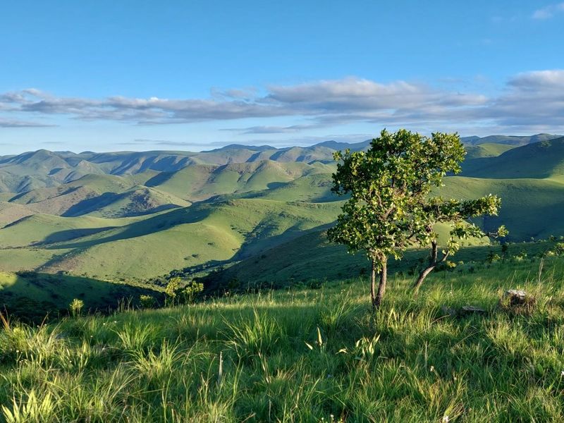Stand for Sale - Mountainlands Nature Reserve - Photo 2