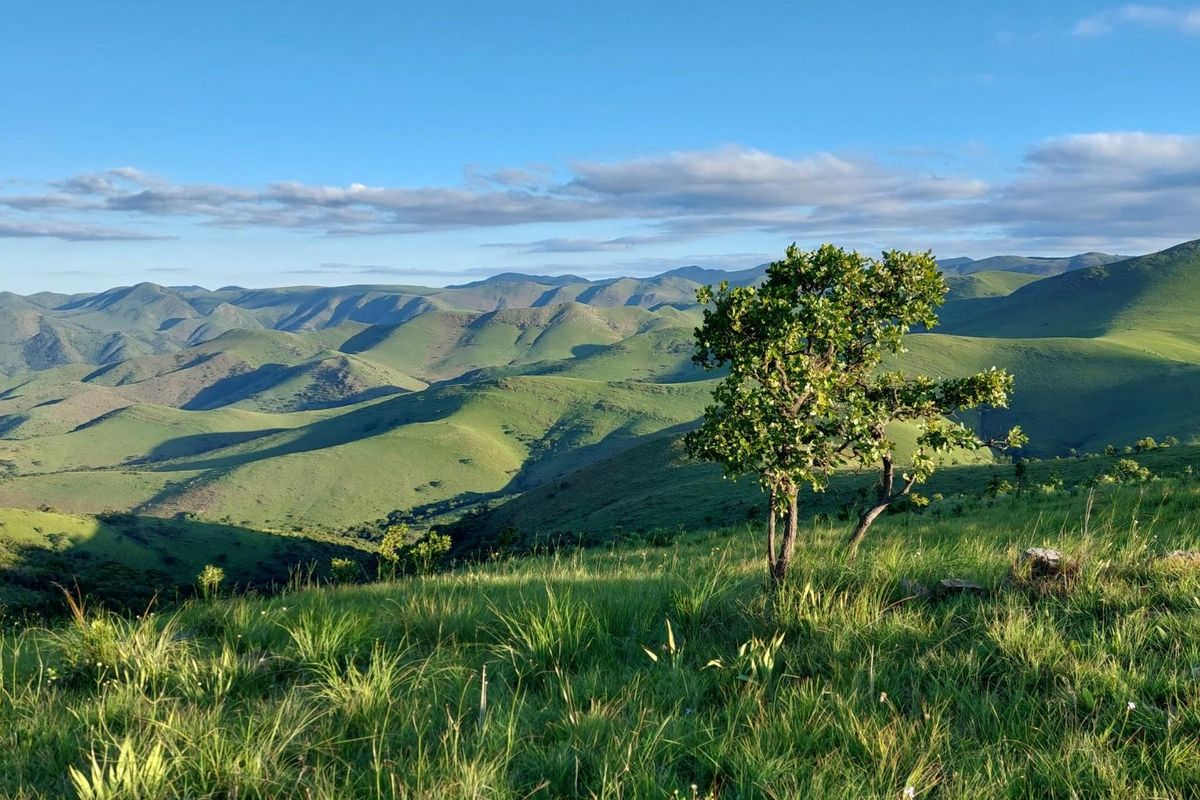 Stand for Sale - Mountainlands Nature Reserve - Photo 2