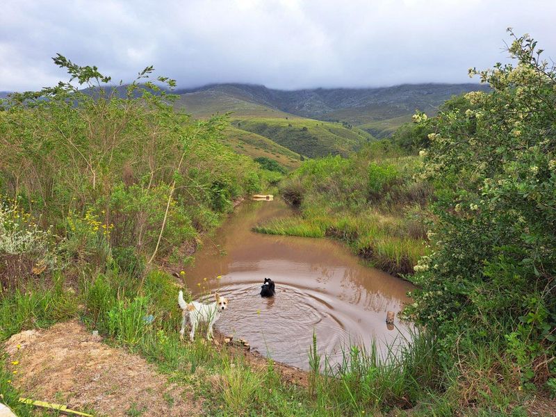 A scenic view of a natural stream flowing through the farm landscape, framed by lush vegetation and rolling mountain hills in the background.