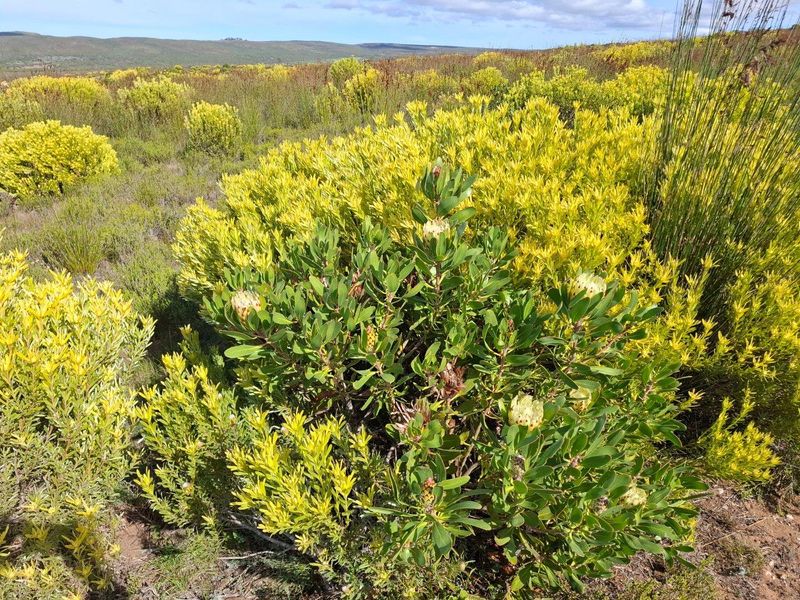 Farm UNDER OFFER in Gouritsmond Rural, Gouritsmond - Photo 2