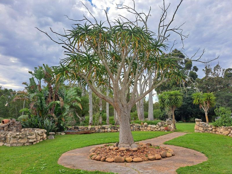 A well-maintained garden area featuring a mature aloe tree, stone-walled garden beds, and a paved pathway set within a lush green landscape.
