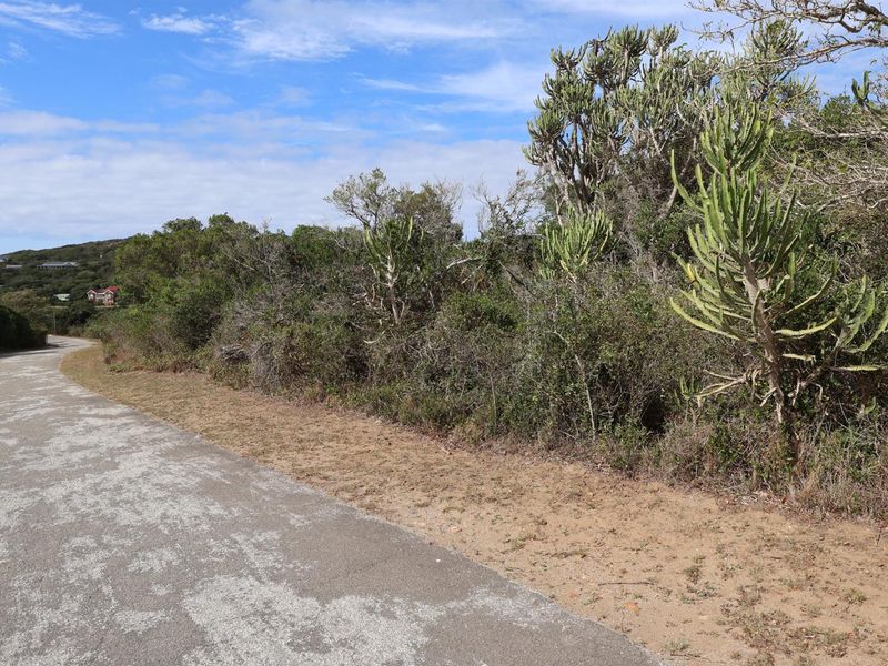 A view of the paved street frontage adjacent to a vacant residential plot featuring natural coastal vegetation and indigenous shrubs.