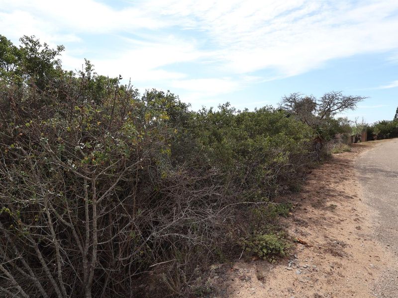 A view of the vacant residential land featuring natural coastal vegetation and bordering a paved road.