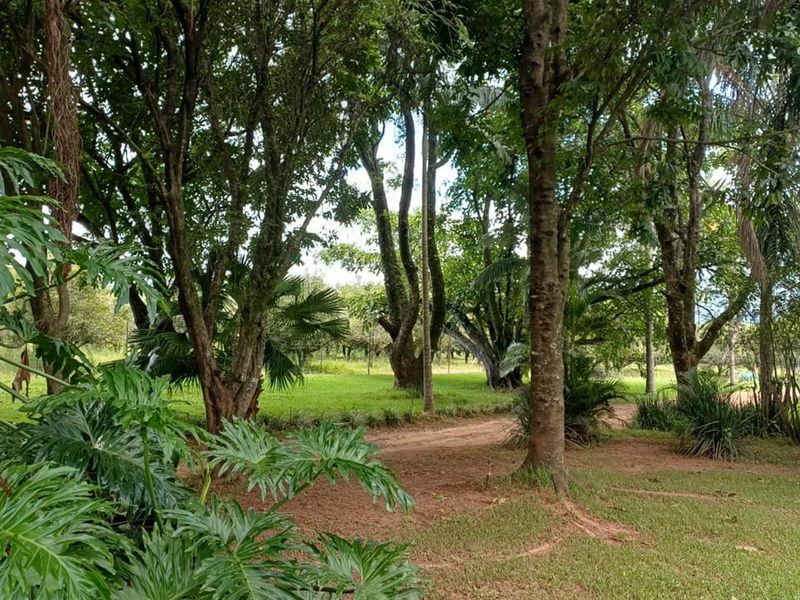 ±116.2235 Ha Macadamia Lifestyle Farm - 4 Portions, 14000+ Trees, Water Infrastructure and Farmhouse - Photo 3