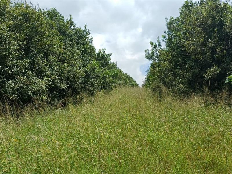 Portion 31 - 75.9Ha High Potential Farmland with 7,000 Macadamia Trees. - Photo 6