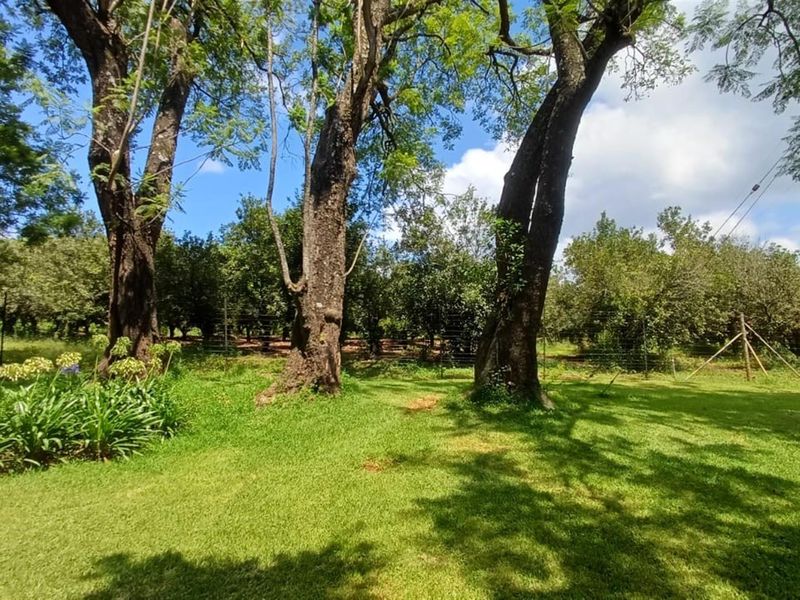 Portion 31 - 75.9Ha High Potential Farmland with 7,000 Macadamia Trees. - Photo 2