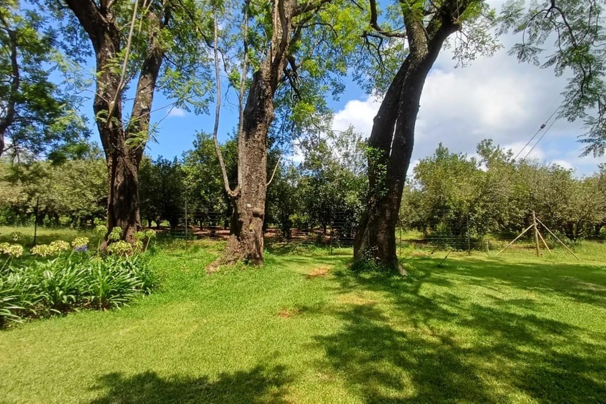 Portion 31 - 75.9Ha High Potential Farmland with 7,000 Macadamia Trees. - Photo 2