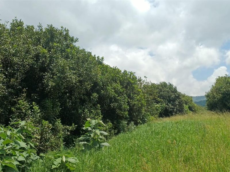 Portion 31 - 75.9Ha High Potential Farmland with 7,000 Macadamia Trees. - Photo 5