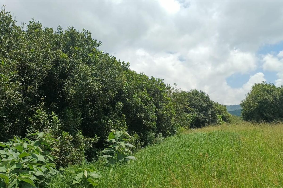 Portion 31 - 75.9Ha High Potential Farmland with 7,000 Macadamia Trees. - Photo 5