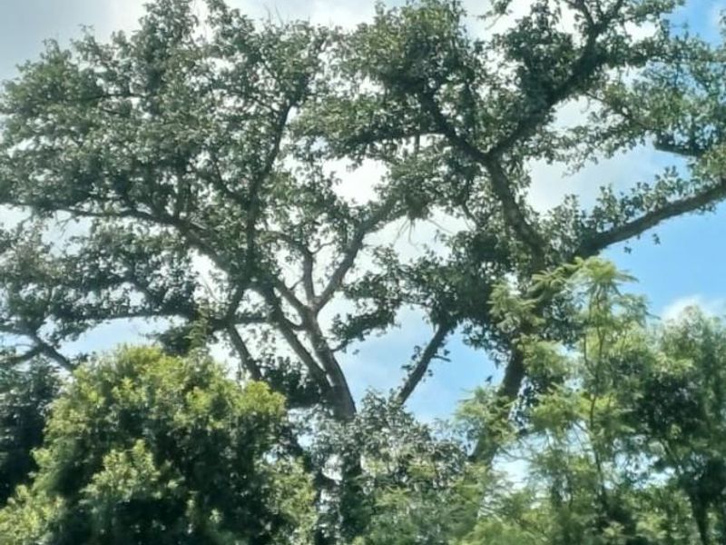 Portion 31 - 75.9Ha High Potential Farmland with 7,000 Macadamia Trees. - Photo 9