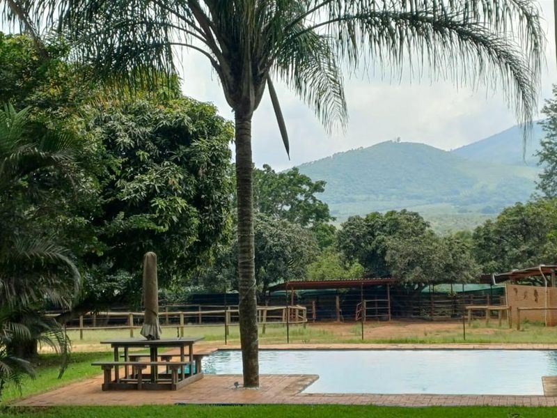 ±40.2896 Ha Macadamia and Lifestyle Farm - Farmhouse, ±7000 Trees, Boreholes and Stables - Photo 4