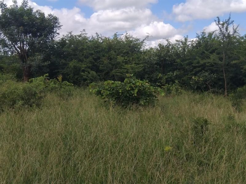 Farm For Sale in Dididi, Thohoyandou Rural, Dididi - Photo 4