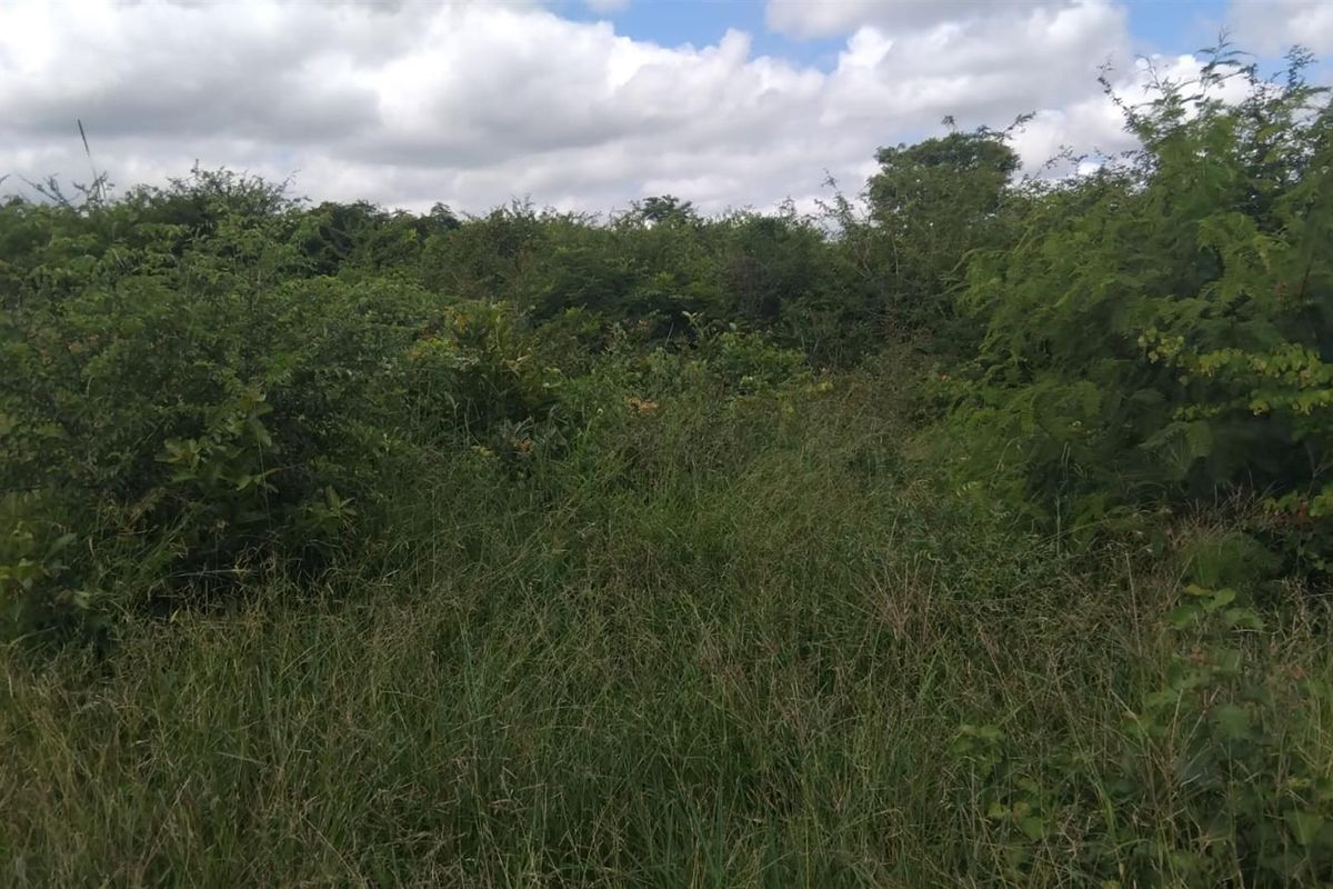 Farm For Sale in Dididi, Thohoyandou Rural, Dididi - Photo 3