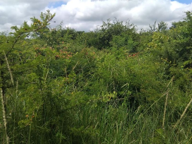 Farm For Sale in Dididi, Thohoyandou Rural, Dididi - Photo 6