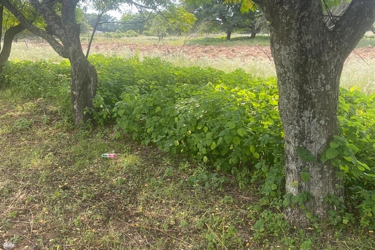 A view of the vacant residential land featuring mature trees and natural vegetation across the property grounds.