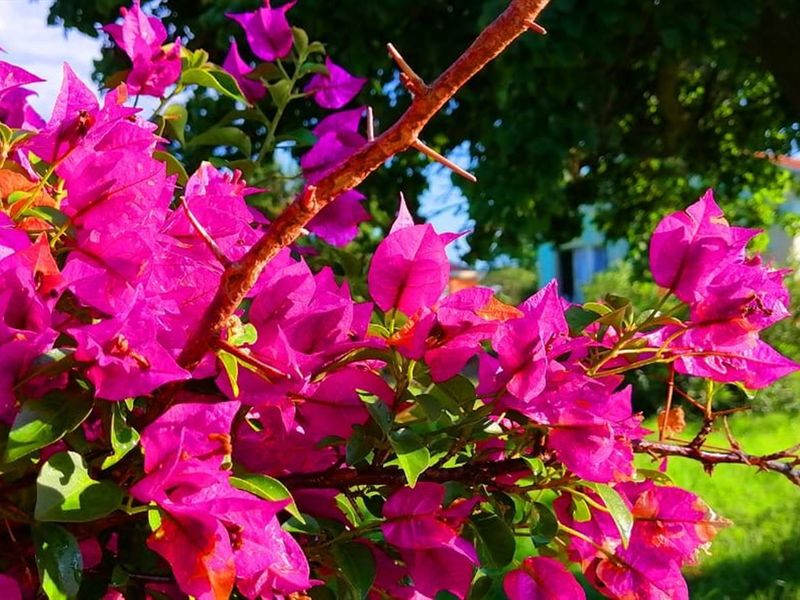 House for sale emondlo - Photo 9