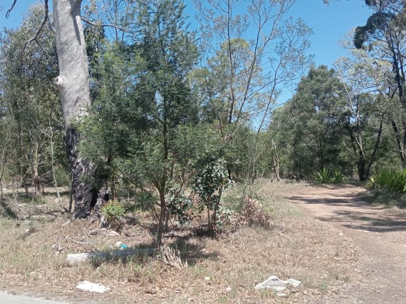 A view of a vacant residential plot featuring established native trees and a dirt access path from the adjacent paved road.