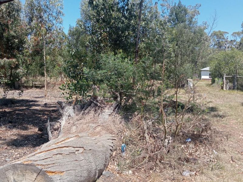 A view of a vacant residential plot featuring natural vegetation, mature trees, and a fallen log, indicating a need for site clearing and maintenance.