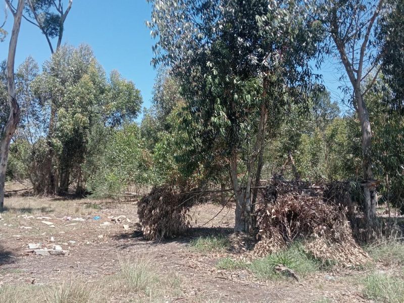 A view of a vacant residential plot featuring mature eucalyptus trees and natural ground cover, requiring clearing and site preparation.