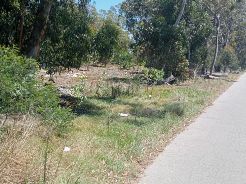 A view of a vacant residential plot from the adjacent asphalt road, featuring natural vegetation and mature trees.