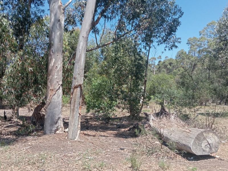 A view of the vacant residential land featuring mature eucalyptus trees and natural vegetation.