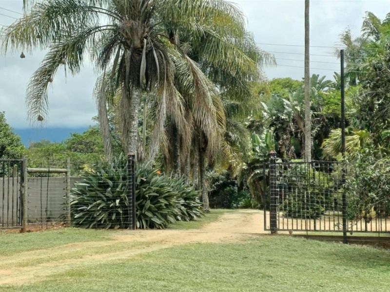 8.565Ha Smallholding with Maluma Avocados, Borehole, Outbuildings and Beautiful Family Home - Photo 8