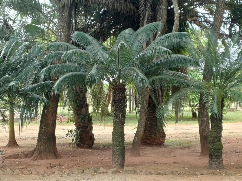 8.565Ha Smallholding with Maluma Avocados, Borehole, Outbuildings and Beautiful Family Home - Photo 7