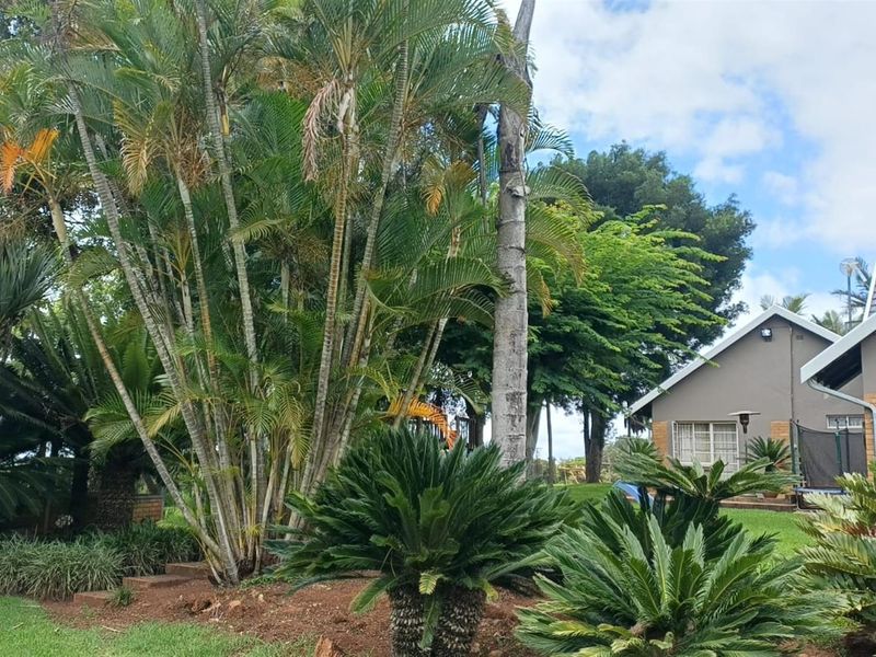 8.565Ha Smallholding with Maluma Avocados, Borehole, Outbuildings and Beautiful Family Home - Photo 6