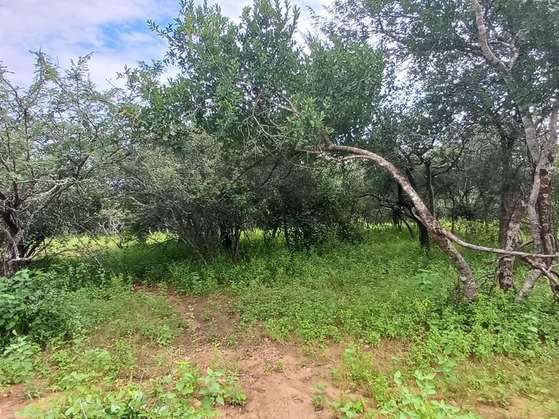 A view of the natural, undeveloped landscape featuring established native trees and dense ground vegetation on the residential plot.