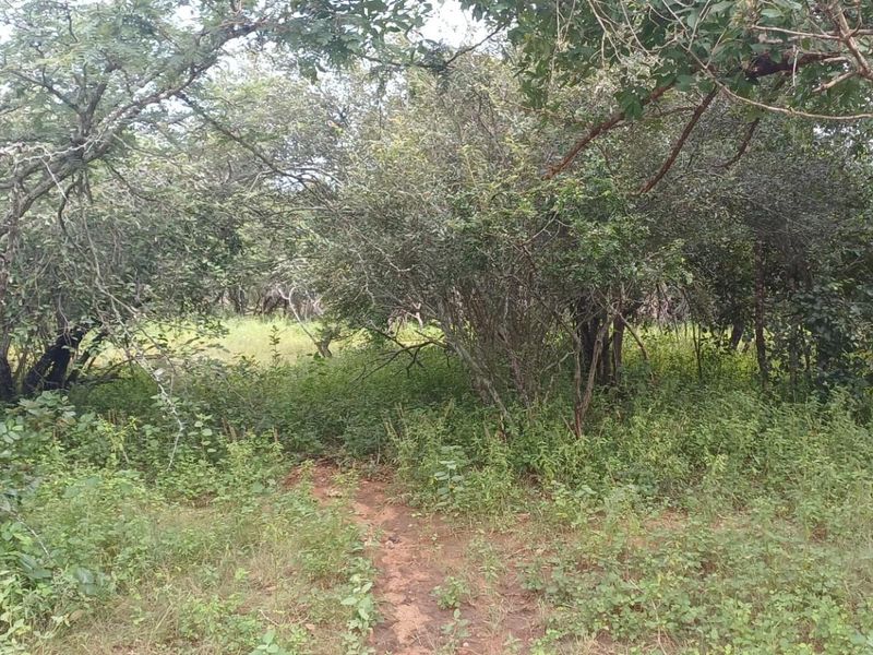 A view of the vacant residential land featuring dense native vegetation and mature trees throughout the plot.