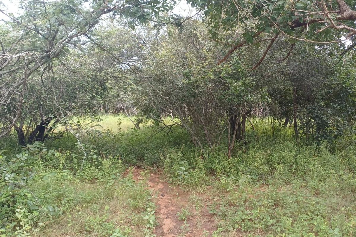 A view of the vacant residential land featuring dense native vegetation and mature trees throughout the plot.