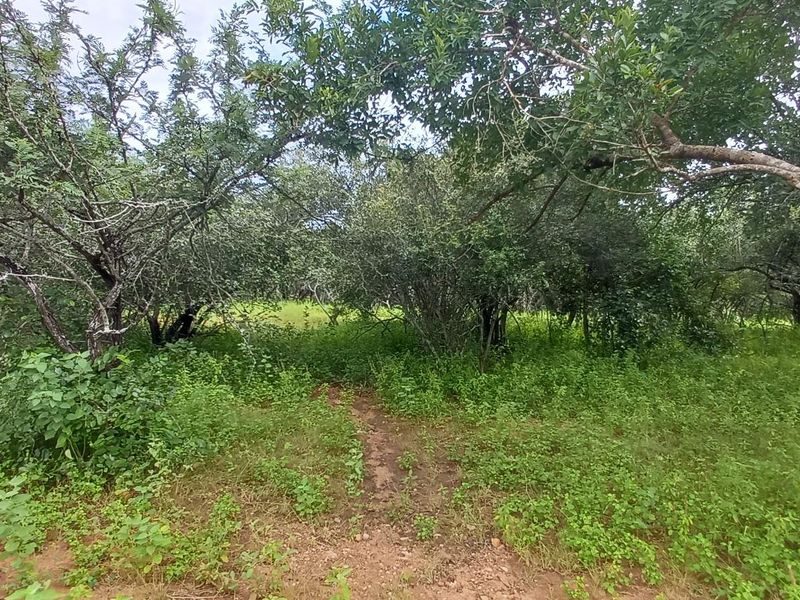 A view of a natural, undeveloped residential plot featuring mature trees and dense ground vegetation.