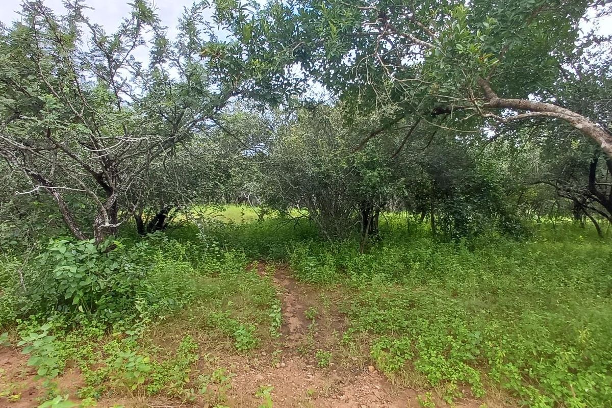 A view of a natural, undeveloped residential plot featuring mature trees and dense ground vegetation.